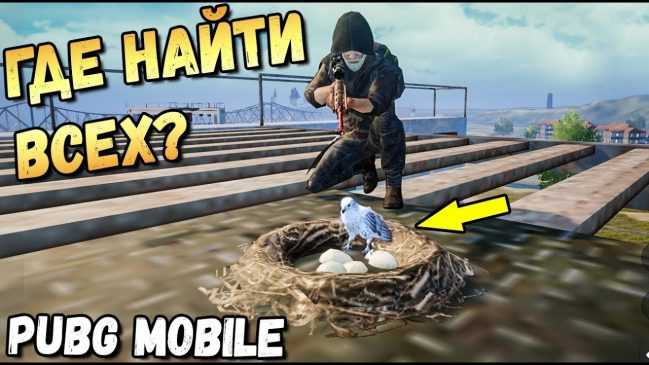 Компаньоны в PUBG Mobile: где найти и как получить
